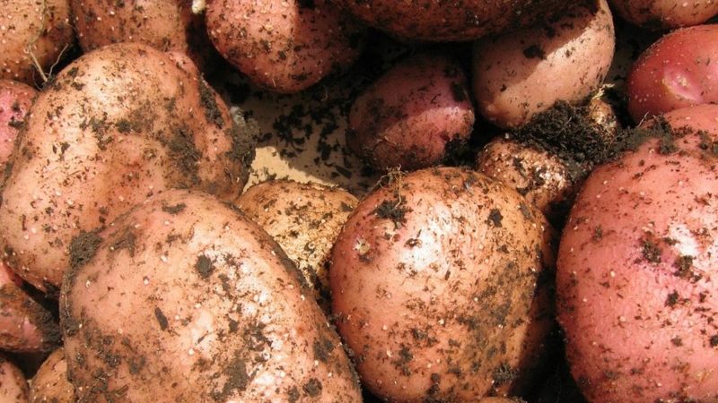 Batatas sujas recém colhidas com pele rosa-avermelhada e castanha