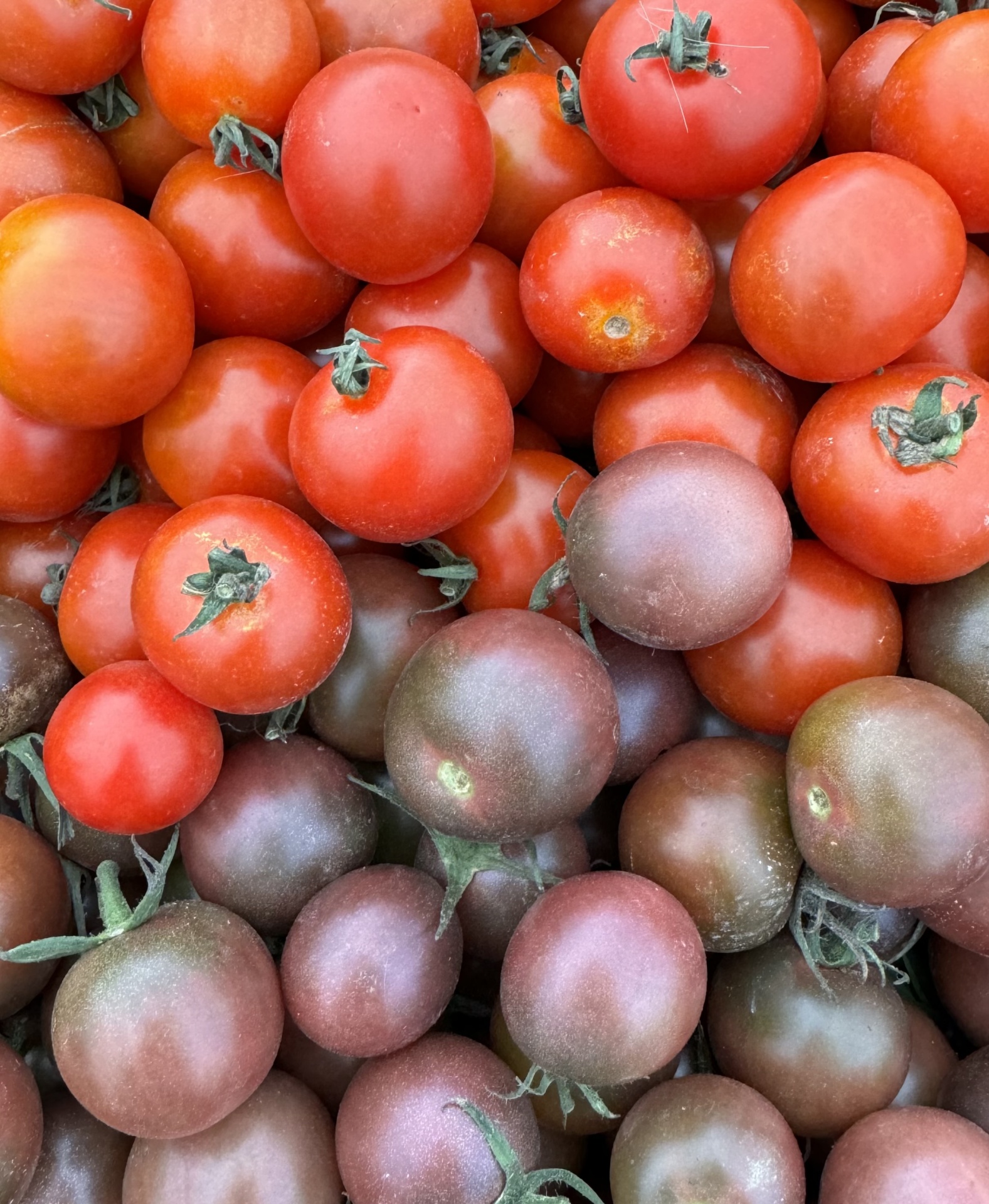 Tomates pequenos vermelhos e roxos com pedúnculo verde em textura lisa