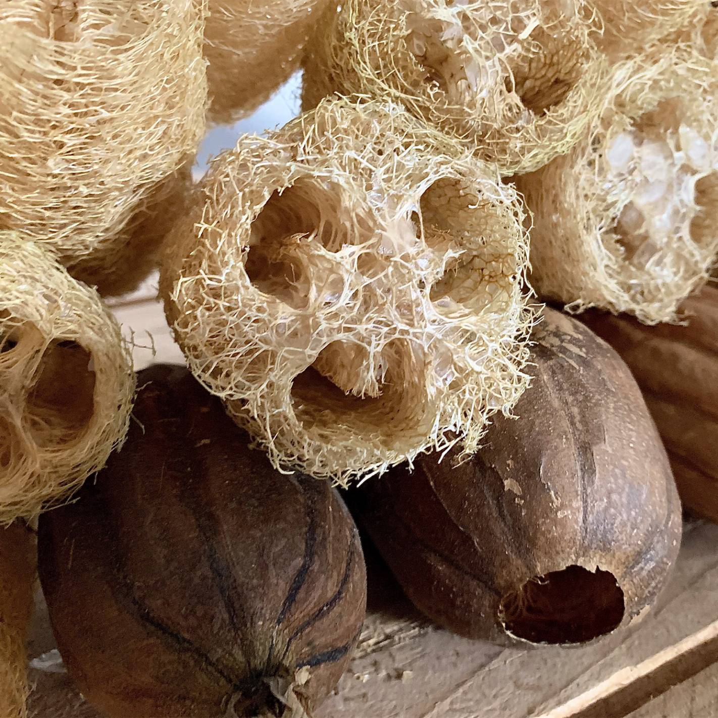 Esponjas vegetais naturais e frutos secos castanhos sobre madeira clara