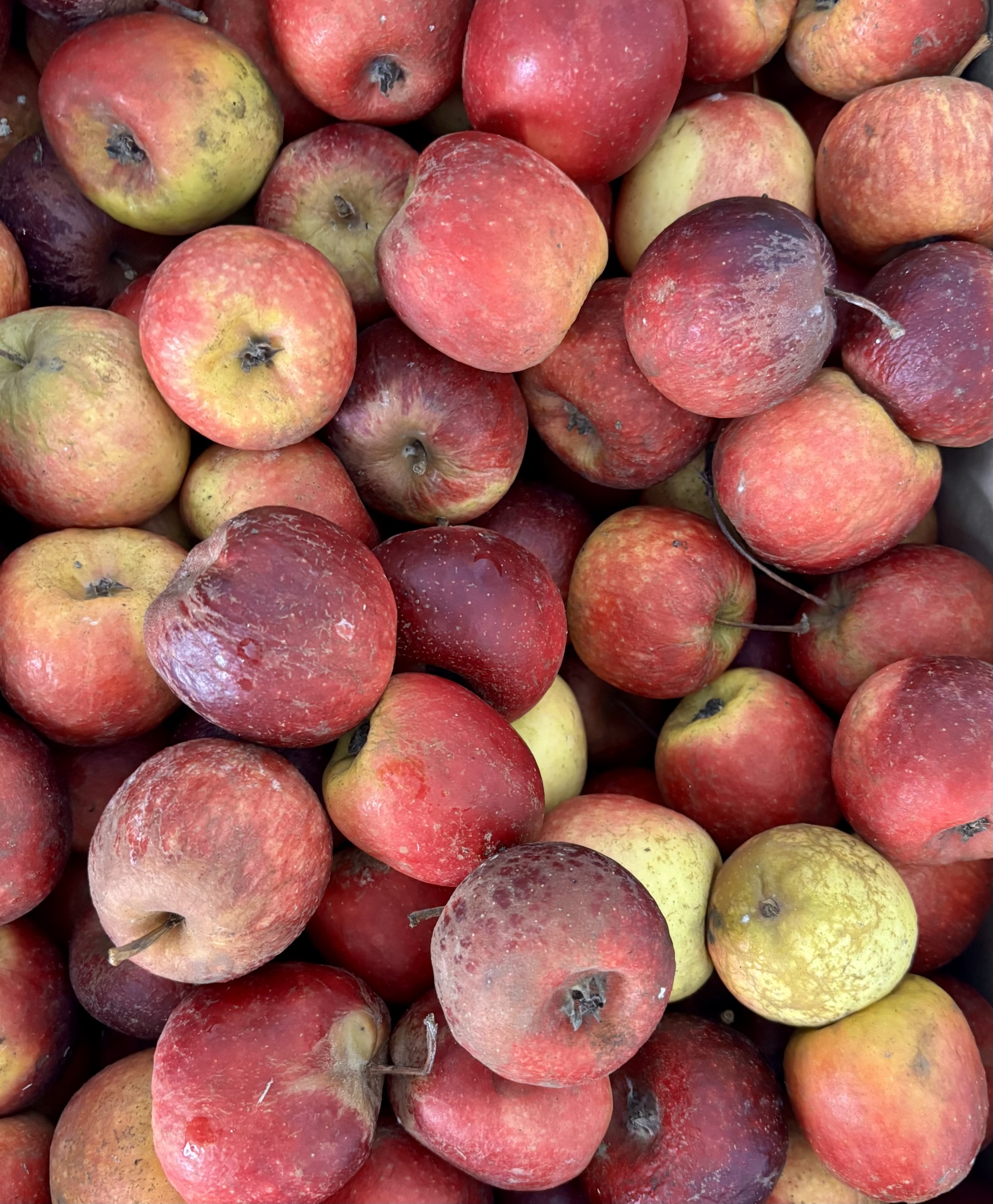Maçãs vermelhas e amarelas com textura irregular e manchas