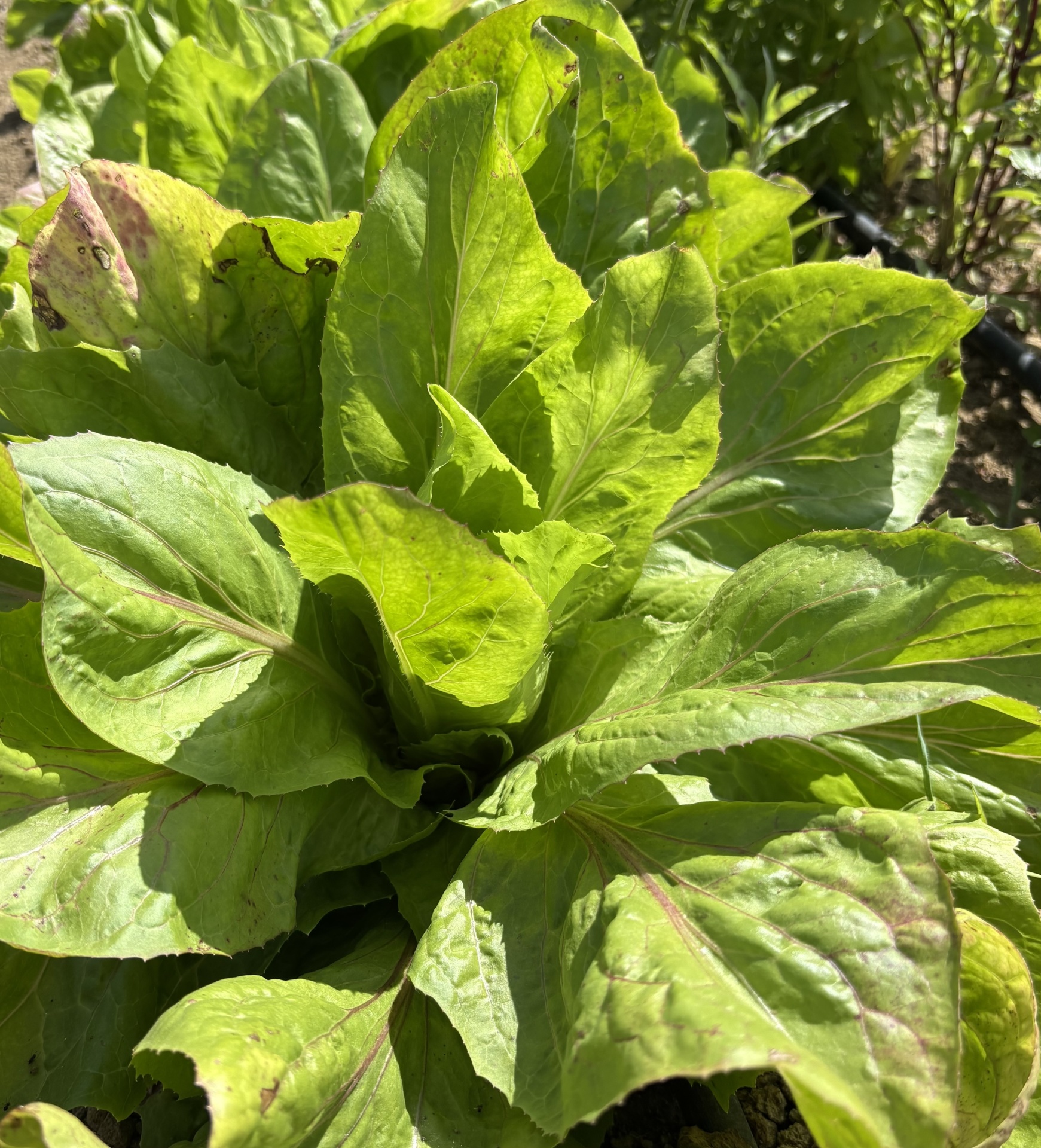 Folhas verdes de planta com manchas em jardim