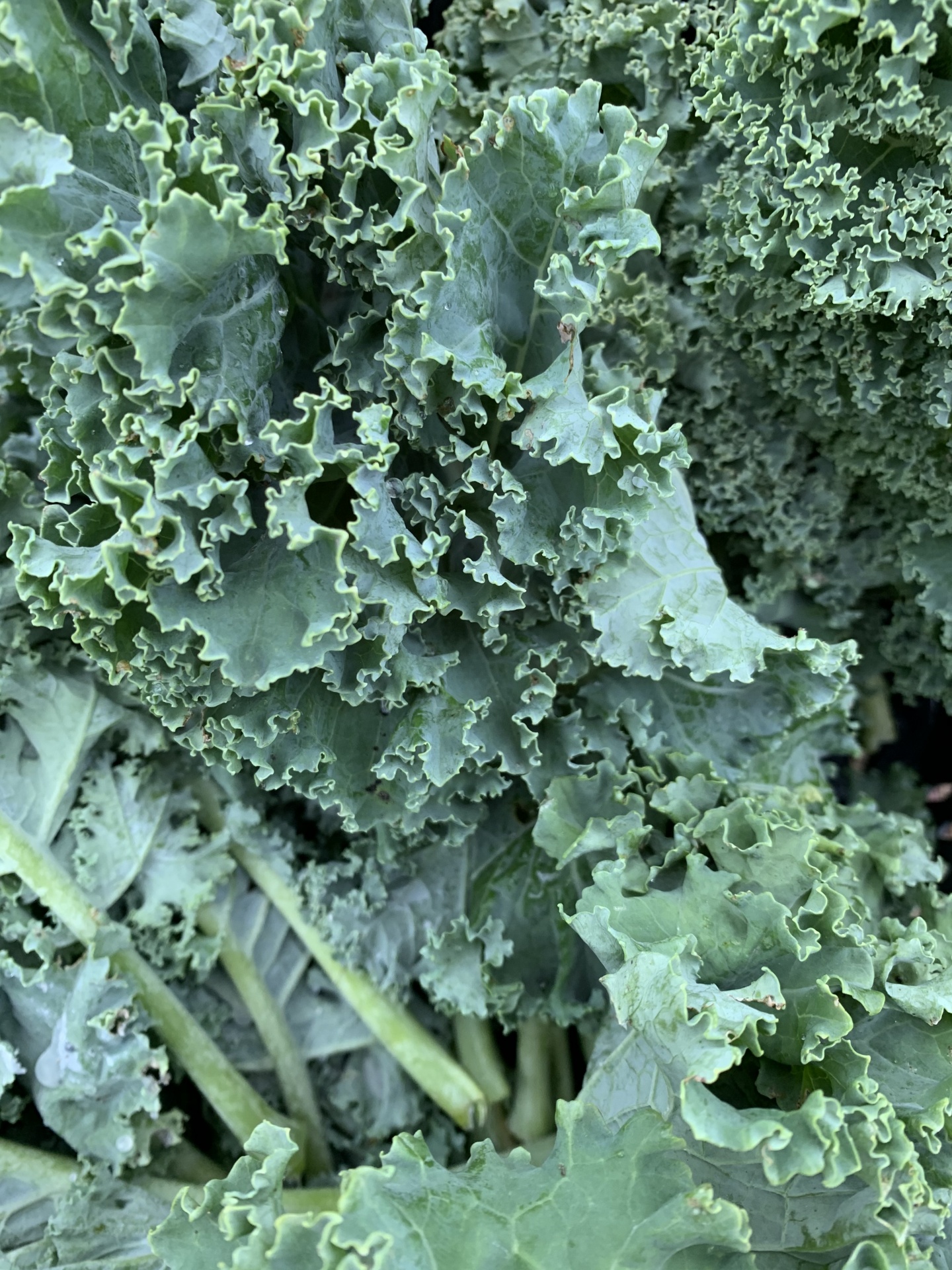Folhas de couve verde com textura frisada e caules visíveis