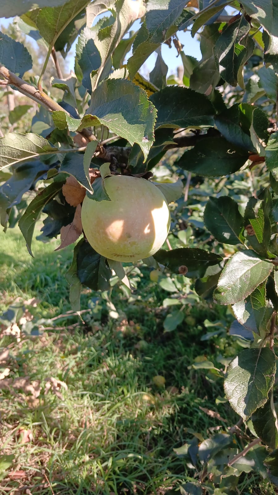 Maçã verde numa árvore em pomar com folhas verdes e sol