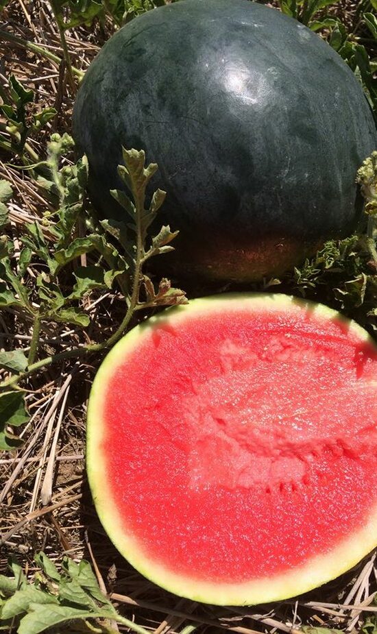 Melancia com casca verde escura e polpa vermelha cortada na terra com folhas