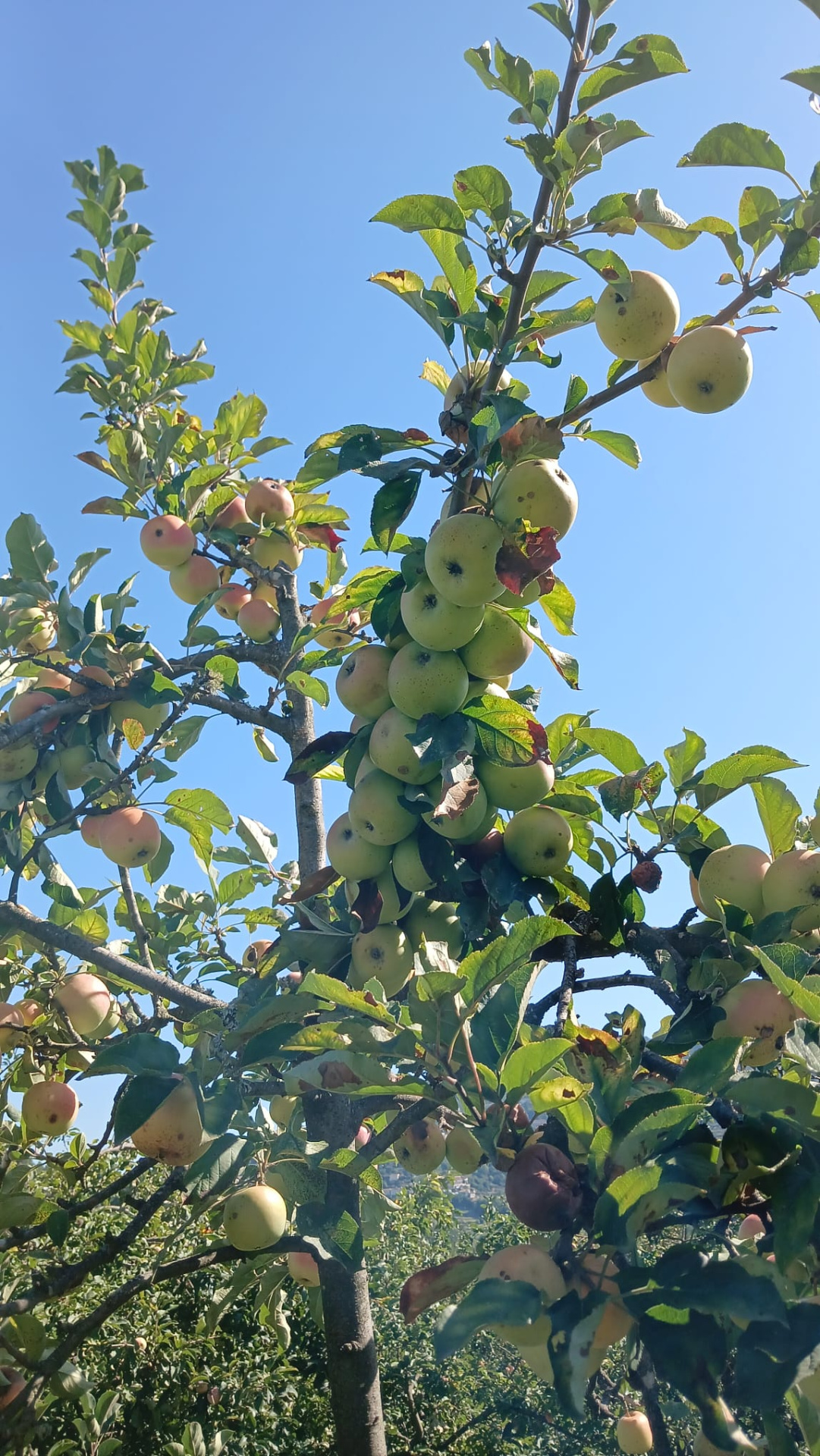 Ramo de árvore com maçãs verdes e amarelas e céu azul ao fundo