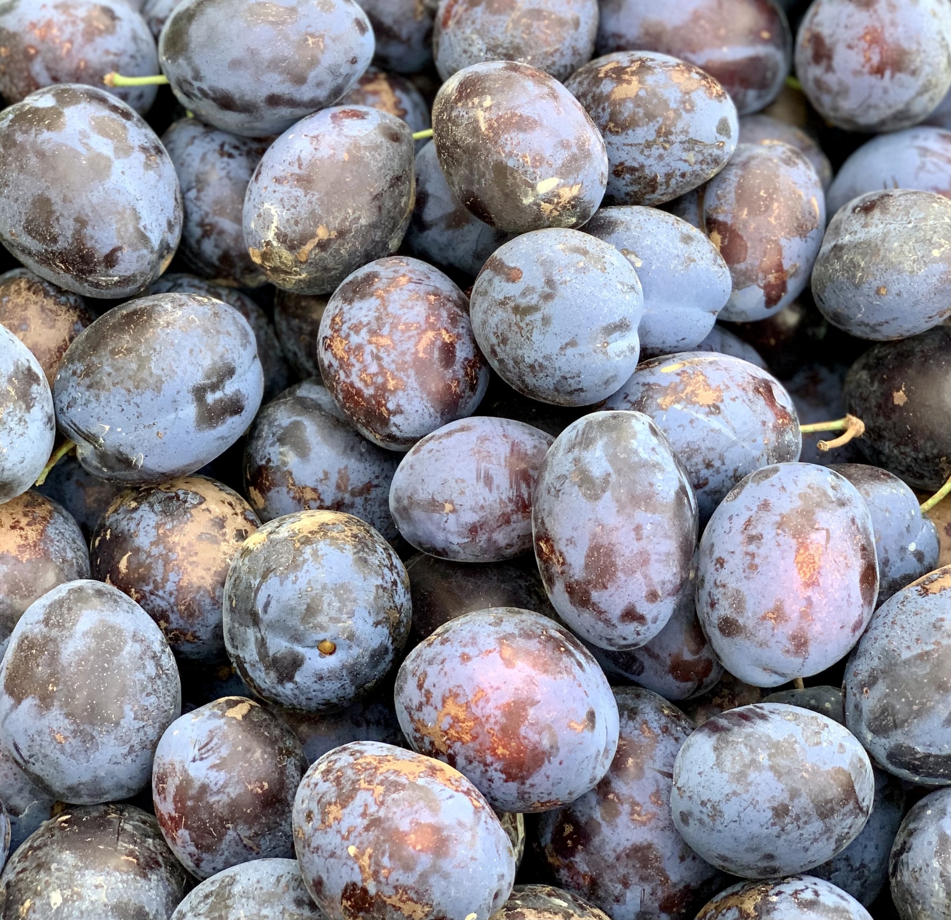 Ameixas roxas escuras com manchas marrons