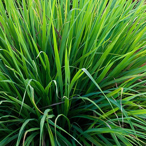 Planta verde com folhas longas e estreitas ao ar livre