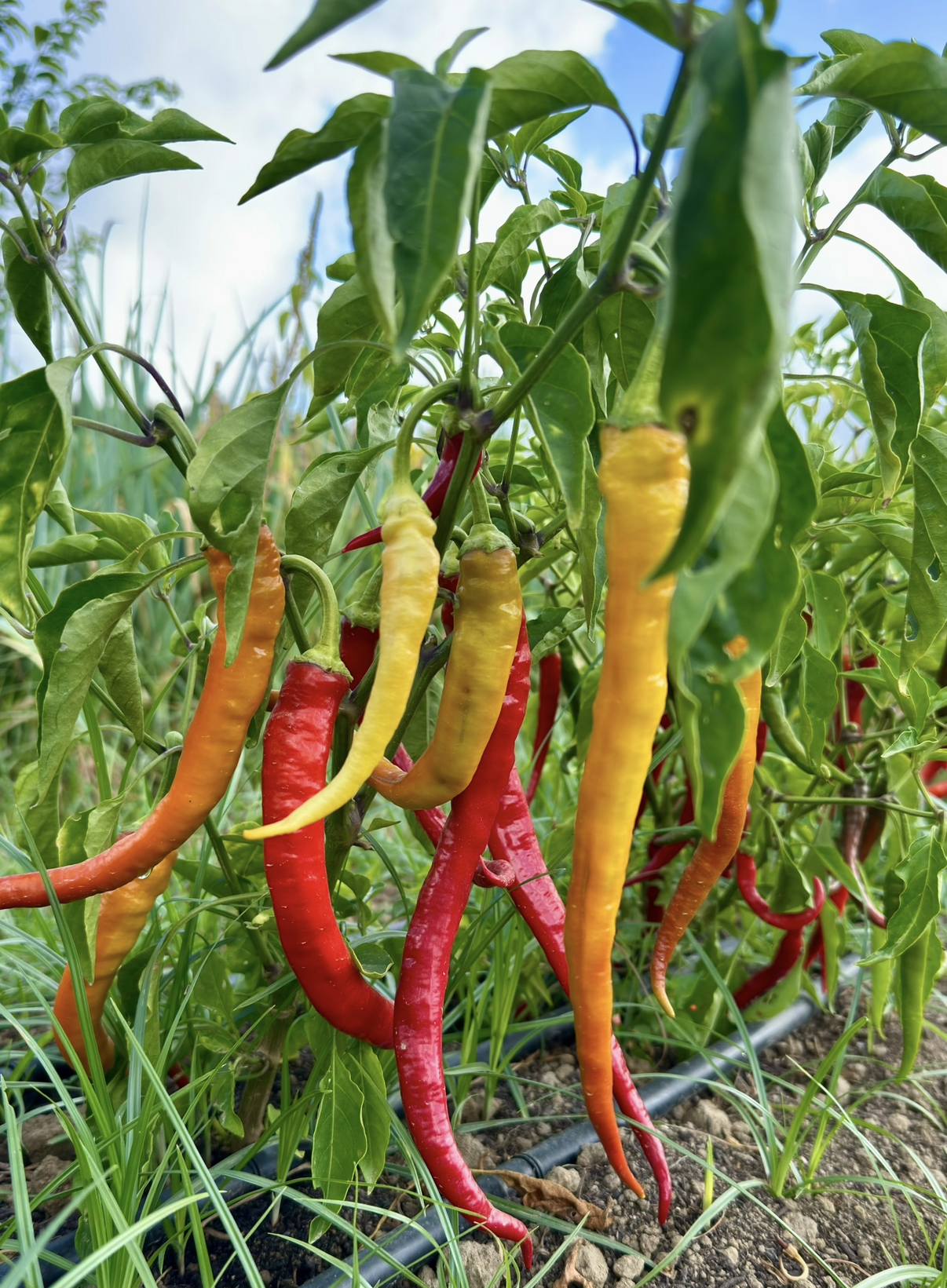 Pimentos malaguetas amarelos, laranja e vermelhos pendurados em planta verde ao ar livre
