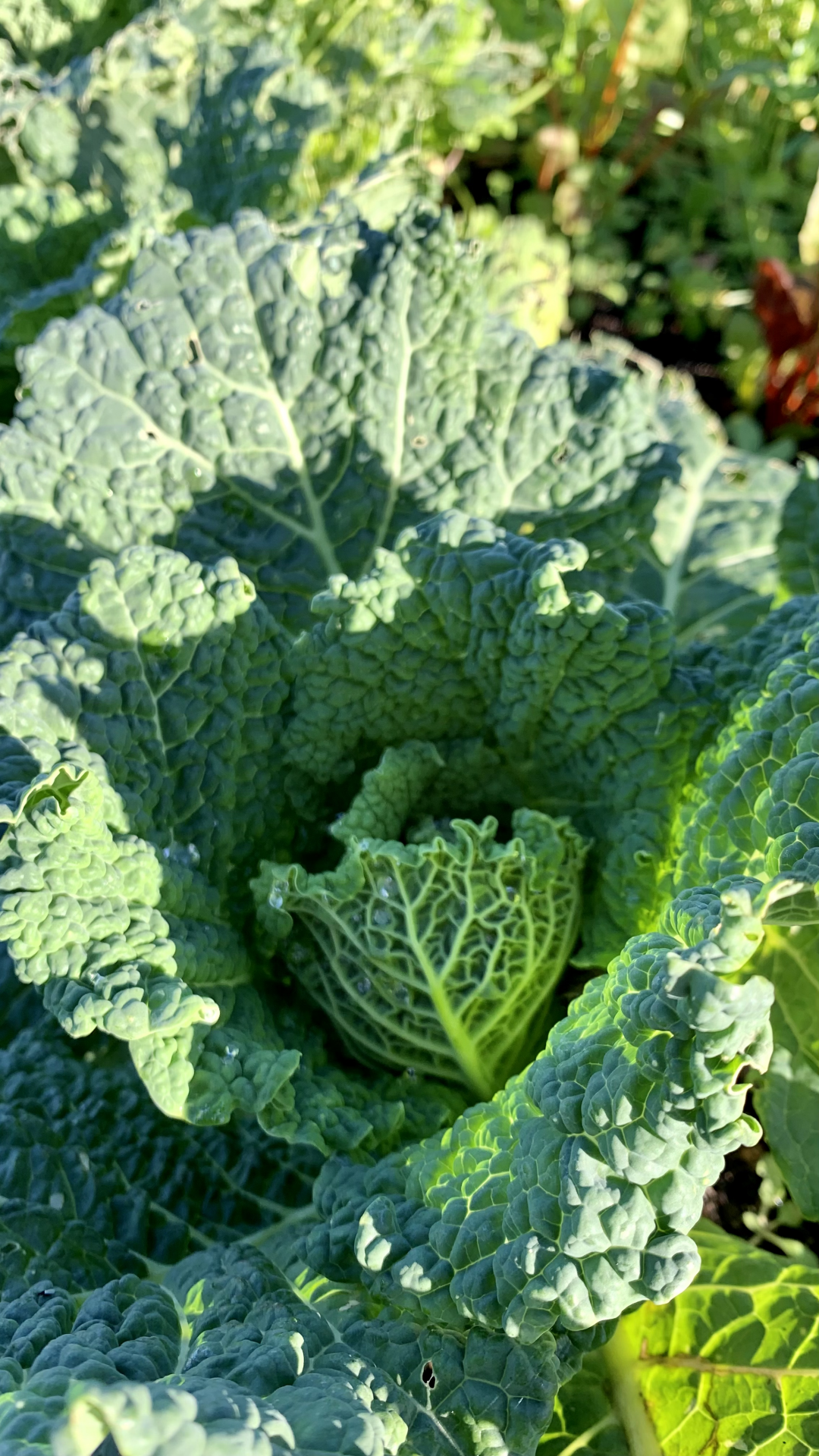 Planta de couve verde com folhas enrugadas ao ar livre numa horta