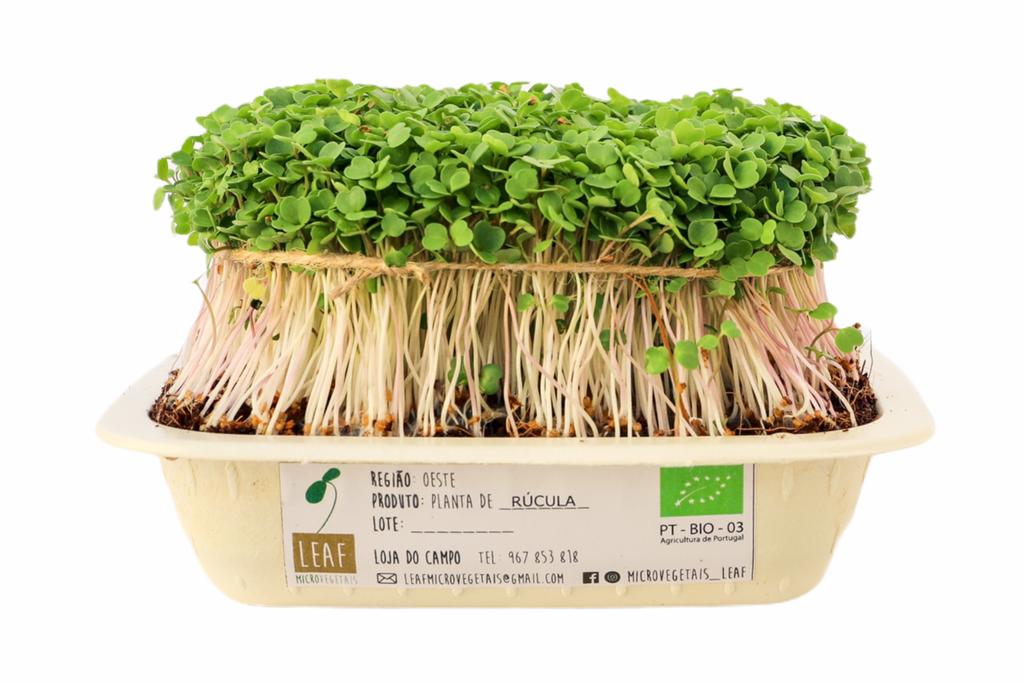 Microgreens de rúcula em bandeja biodegradável com rótulo, folhas verdes e caules brancos