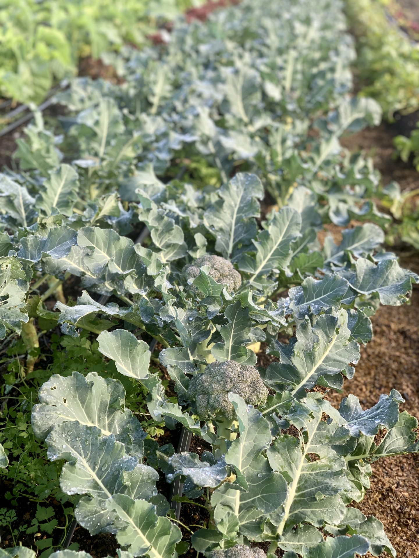 Campo de couve-flor com folhas verdes e cabeças em desenvolvimento