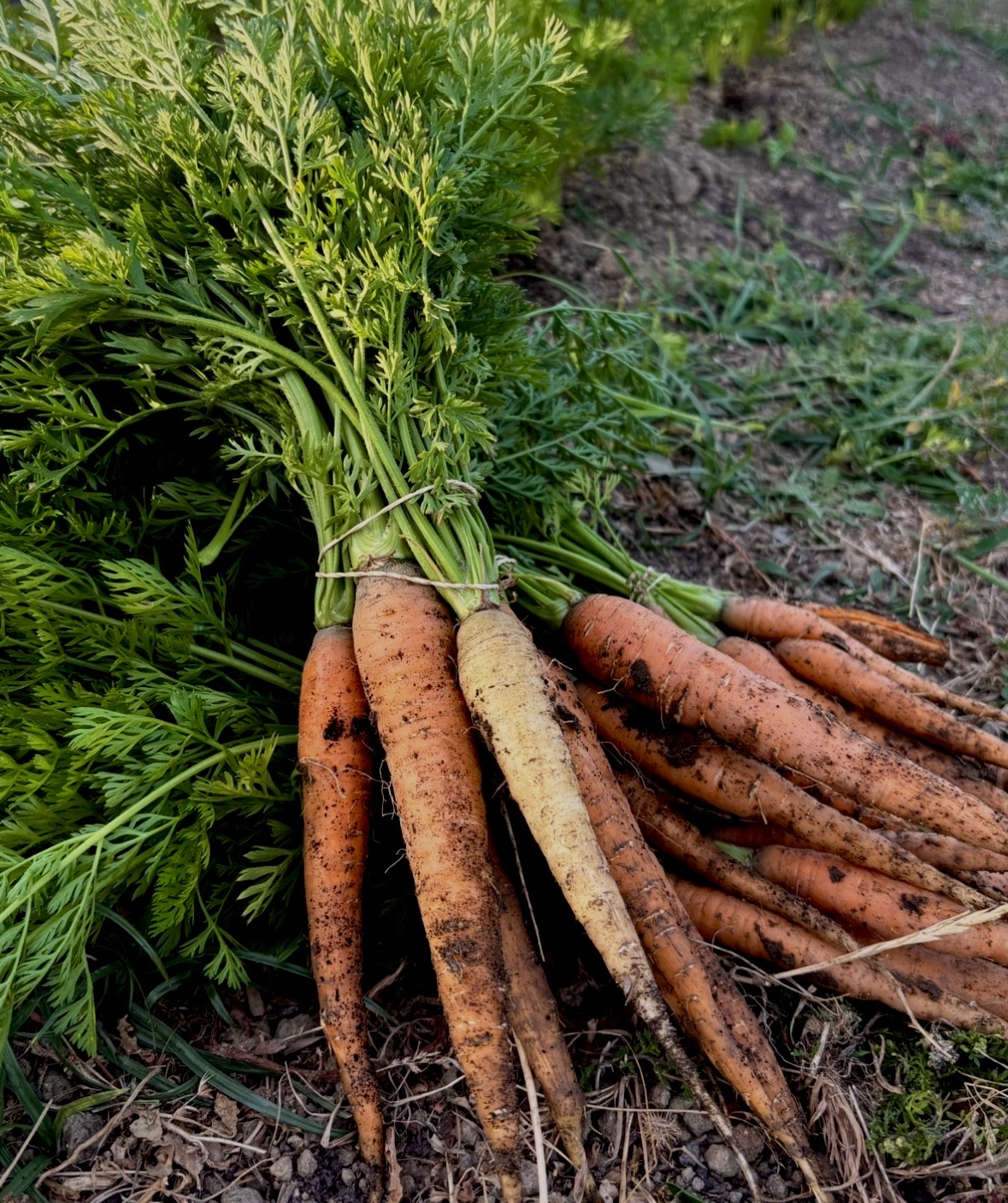 Molhos de cenouras frescas com folhagem verde sobre solo de terra e relva.