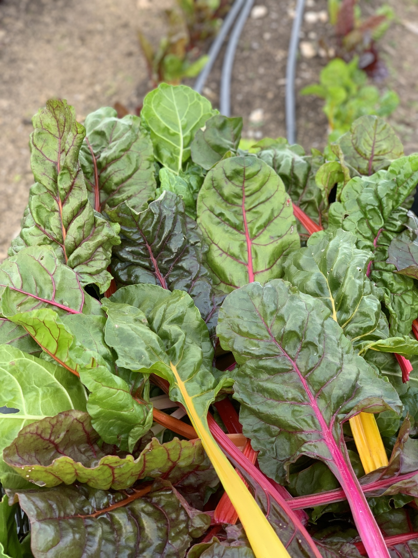 Folhas verdes frescas de acelga com talos coloridos em ambiente de cultivo