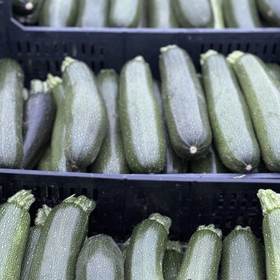 Courgette&#x20;uni
