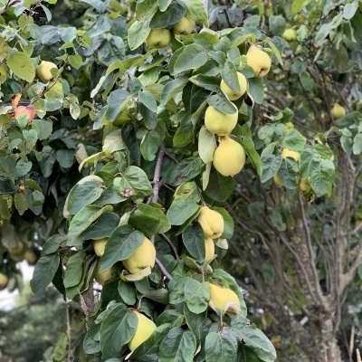 Árvore com frutos amarelos e folhas verdes
