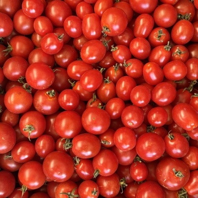 Tomates cereja vermelhos frescos com pequenas hastes verdes em grande quantidade