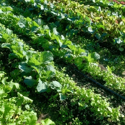 Horta com várias verduras em fileiras no solo com folhas verdes.
