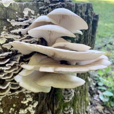 Cogumelos brancos a crescerem em tronco de árvore num ambiente natural