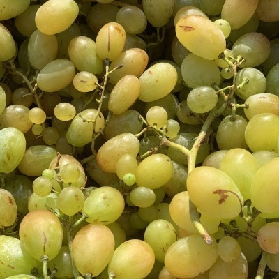 Cachos de uvas verdes com manchas marrons e luz natural