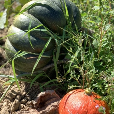 Ab&#x00F3;bora&#x20;Hokkaido&#x20;uni