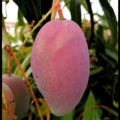 Manga rosa madura pendurada no ramo de árvore com folhas verdes