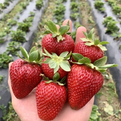 Morango