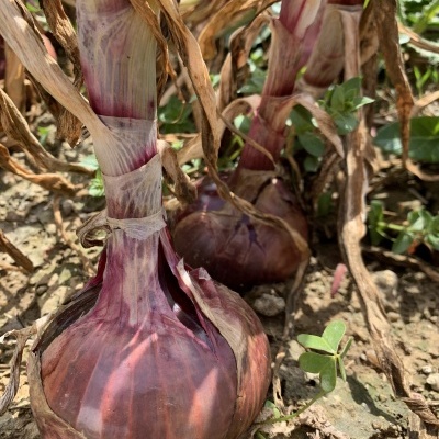 Cebola&#x20;Roxa&#x20;Nova
