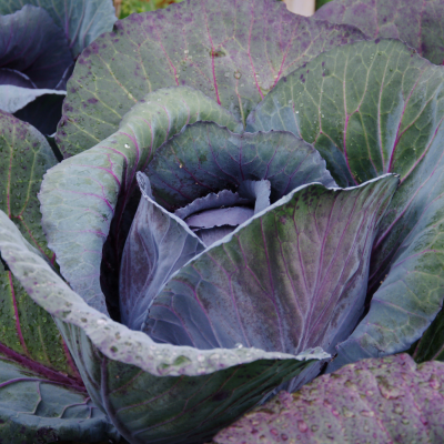 Couve&#x20;Roxa&#x20;uni