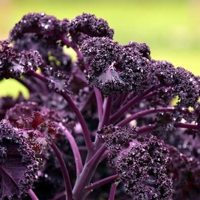 Couve&#x20;Kale&#x20;Roxa