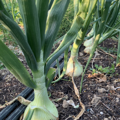 Cabaz&#x20;da&#x20;Semana&#x20;&#x7C;&#x20;SUBSCRI&#x00C7;&#x00C3;O