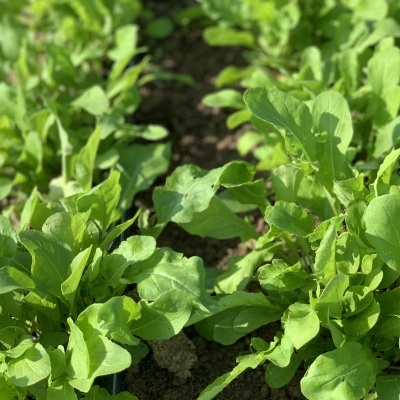R&#x00FA;cula&#x20;50g