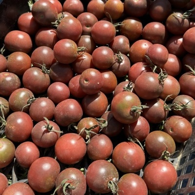Cesto preto cheio de tomates pequenos vermelho escuro com caules verdes