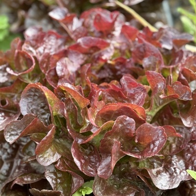 Cabaz&#x20;da&#x20;Semana&#x20;&#x7C;&#x20;SUBSCRI&#x00C7;&#x00C3;O