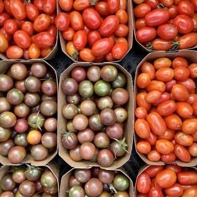 Caixas de tomates de várias cores e variedades