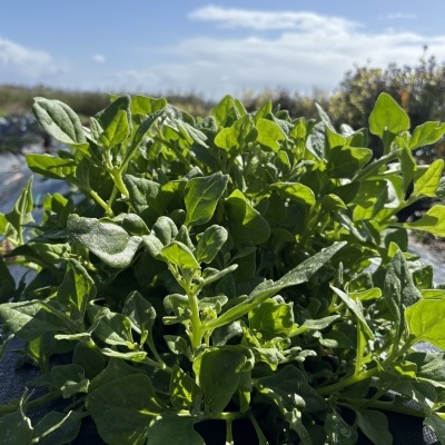 Espinafre&#x20;Selvagem