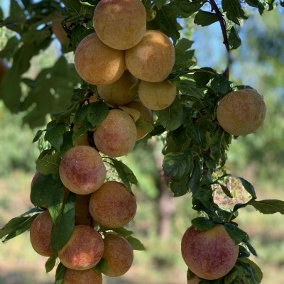 Pêssegos maduros em ramos de árvore ao ar livre
