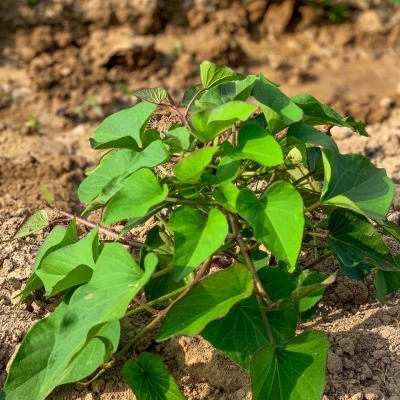 Batata&#x20;Doce&#x20;Branca