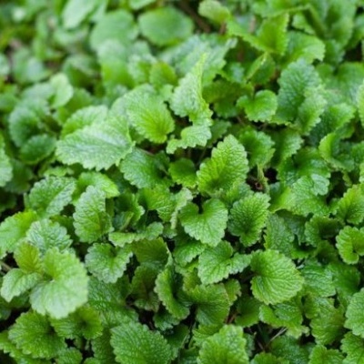 Folhas verdes frescas de planta medicinal com bordas serrilhadas