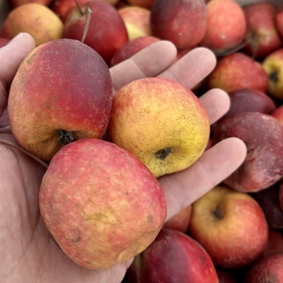 Ma&#x00E7;&#x00E3;&#x20;Story