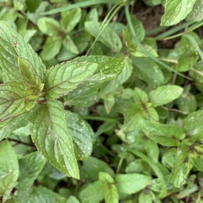 Hortel&#x00E3;&#x20;Pimenta&#x20;20g