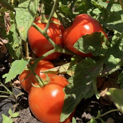 Tomates vermelhos maduros em ramos verdes sobre solo