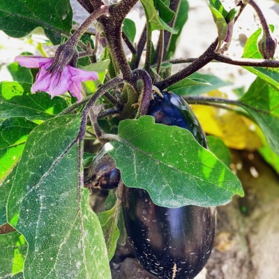 Planta de beringela com fruto preto, folhas verdes e flor cor-de-rosa numa horta
