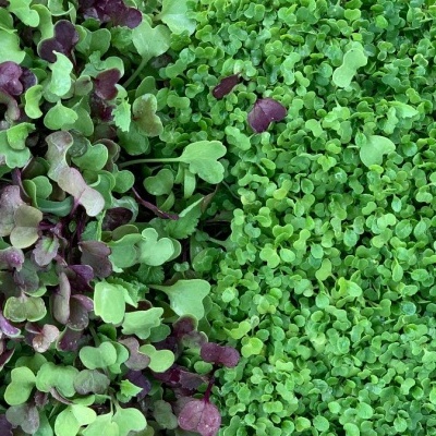 Dois tipos de microverdes verdes e roxos lado a lado