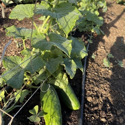 Pepino&#x20;uni