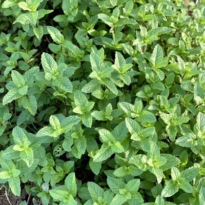 Hortel&#x00E3;&#x20;30g