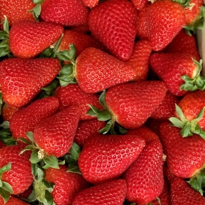 Morango