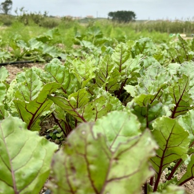 Beterraba&#x20;Vermelha&#x20;uni