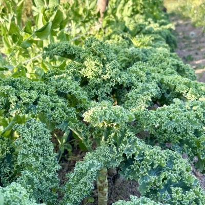 Couve&#x20;Kale