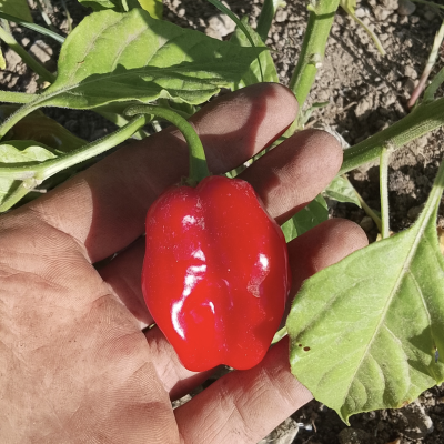 Pimenta vermelha na mão com folhas verdes e terra
