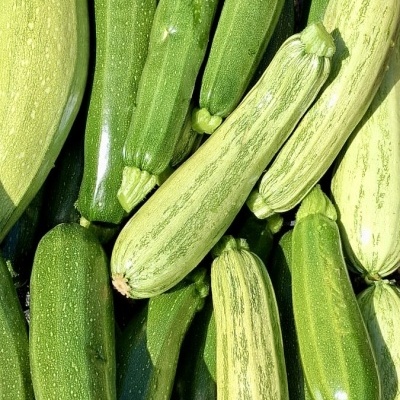 Courgette&#x20;uni